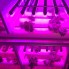 Фитолампа Jazzway PPG T8i-600 Agro